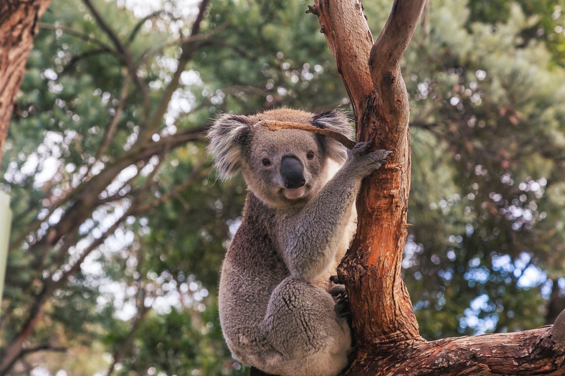 Koala on Tree Branch