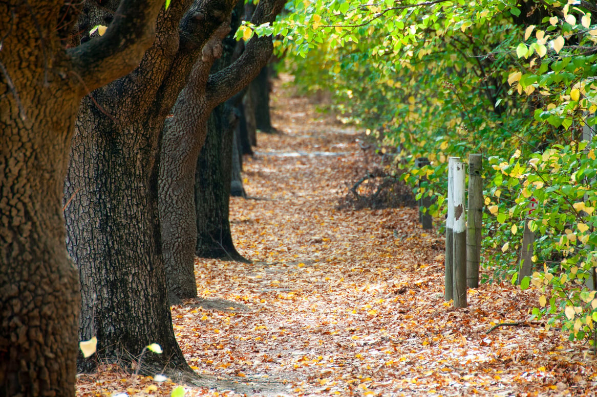 Autumn in Hahndorf