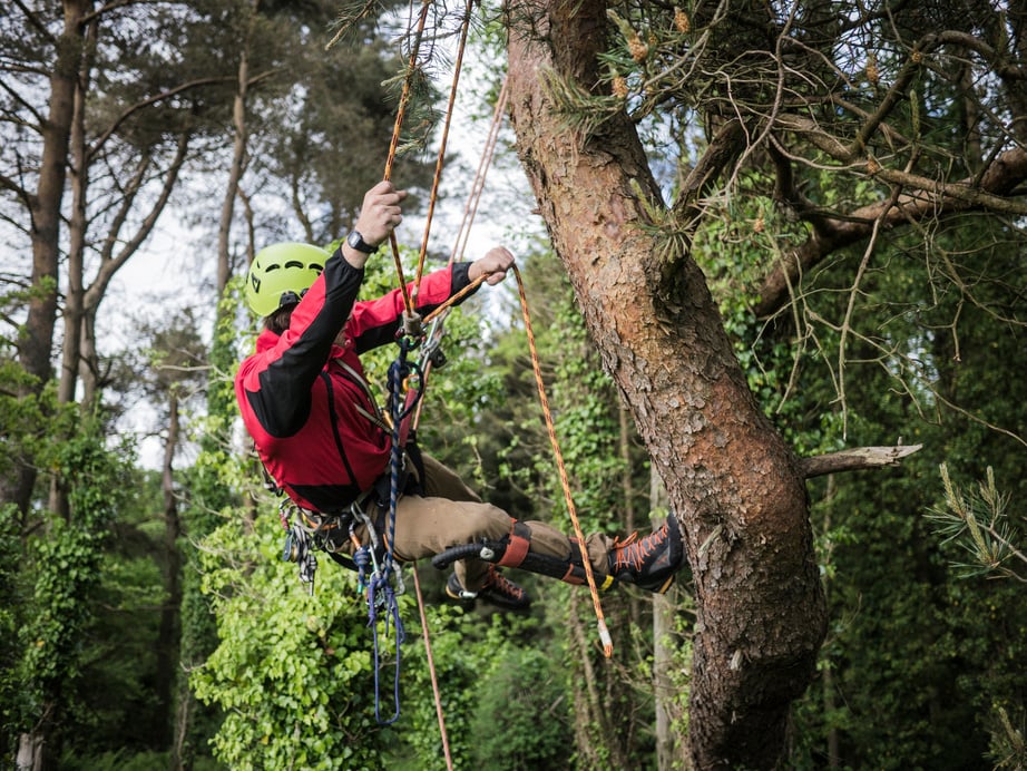 Photo Of Man Climbing On Tree